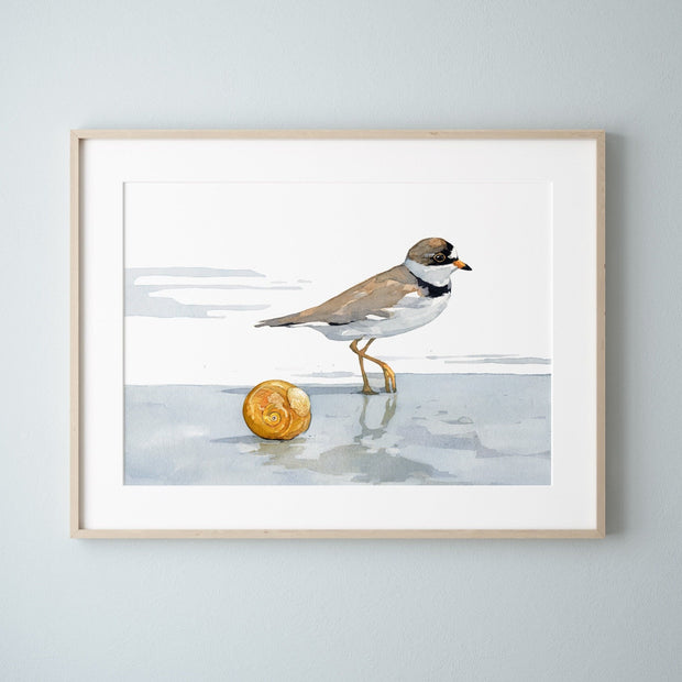 Semipalmated Plover Print