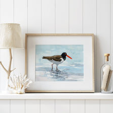American Oystercatcher Print