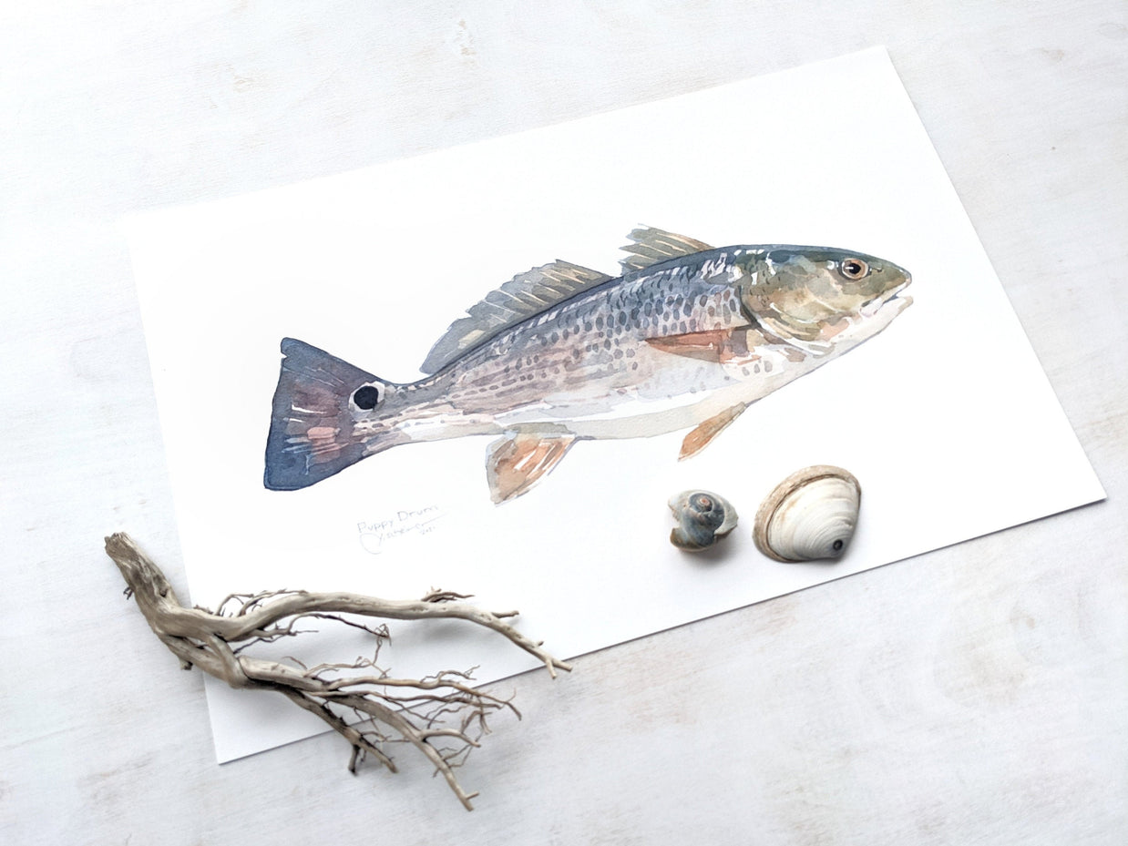 Red Drum Fish Print