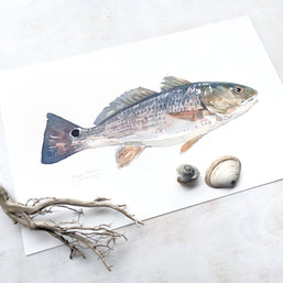 Red Drum Fish Print