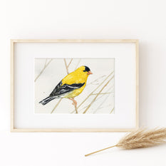 Goldfinch on Branch Print