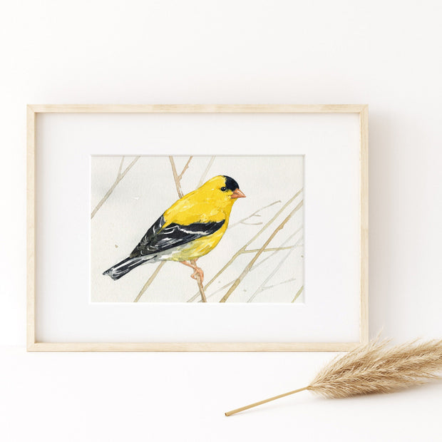 Goldfinch on Branch Print
