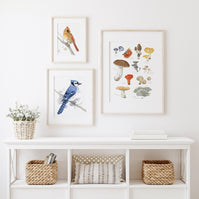 Edible Mushrooms Print