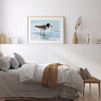 American Oystercatcher Print