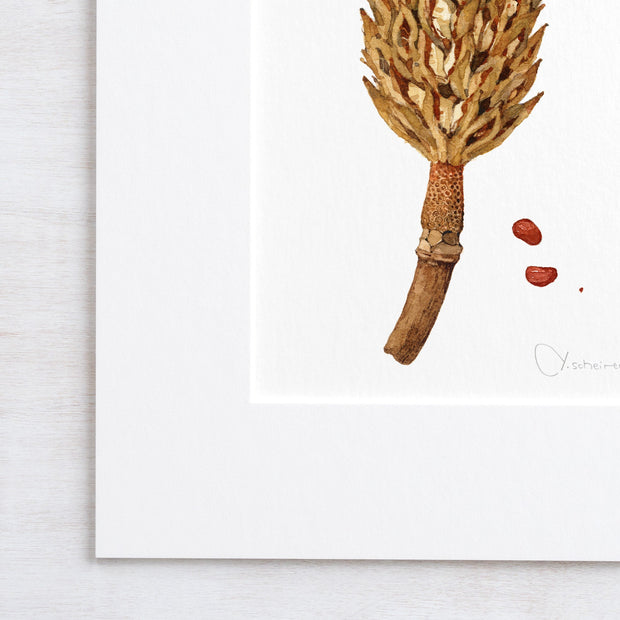 Magnolia Pod Watercolor Print Rustic Botanical Art Print