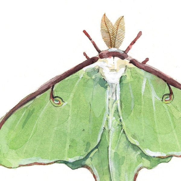 Luna Moth Print