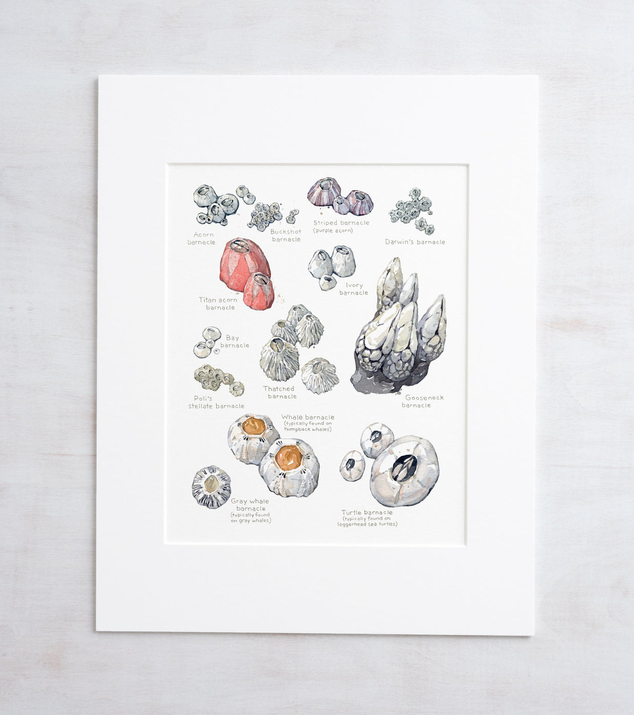Barnacles Chart Art Print Nautical Watercolor Painting Coastal Wall Decor
