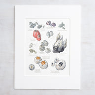 Barnacles Chart Art Print Nautical Watercolor Painting Coastal Wall Decor