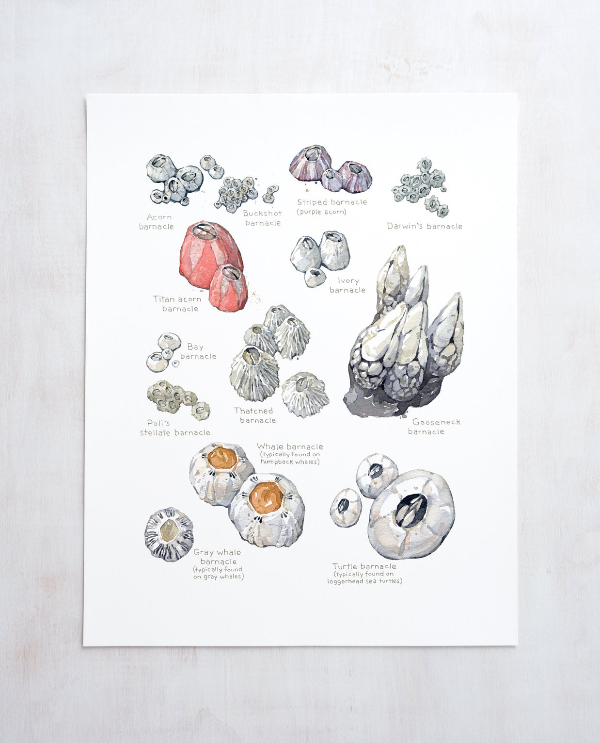 Barnacles Chart Art Print Nautical Watercolor Painting Coastal Wall Decor
