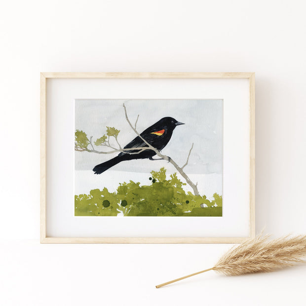 Red-Winged Blackbird Print