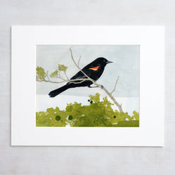 Red-Winged Blackbird Print
