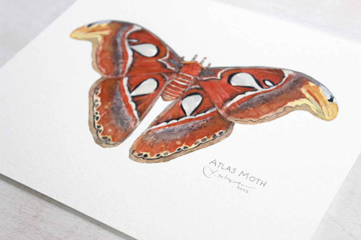 Atlas Moth Original Watercolor Painting