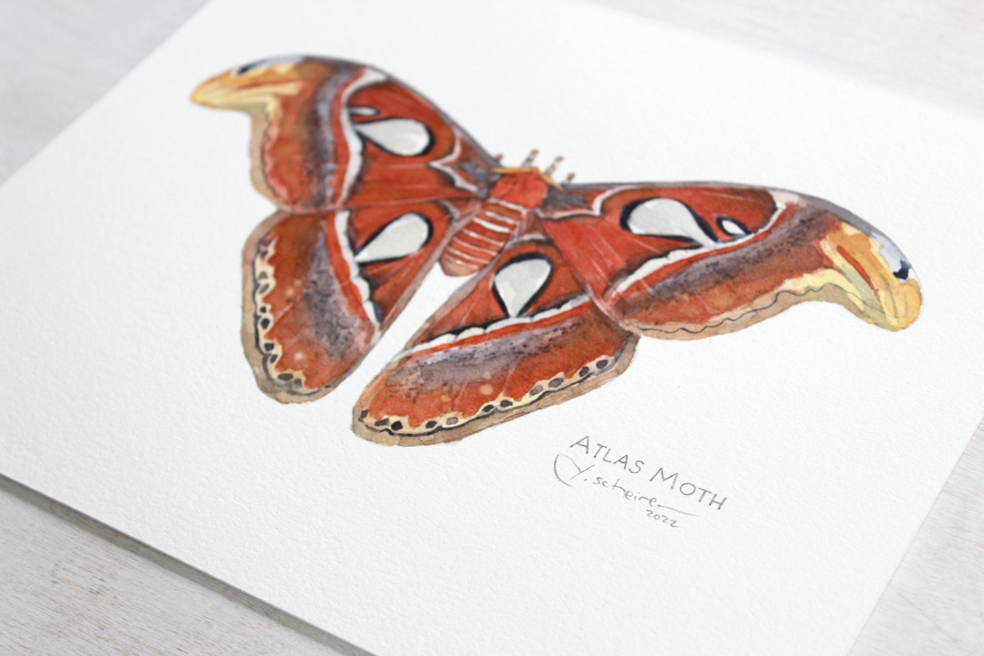 Atlas Moth Original Watercolor Painting
