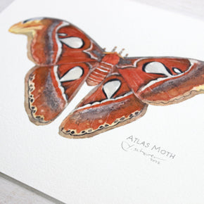 Atlas Moth Original Watercolor Painting