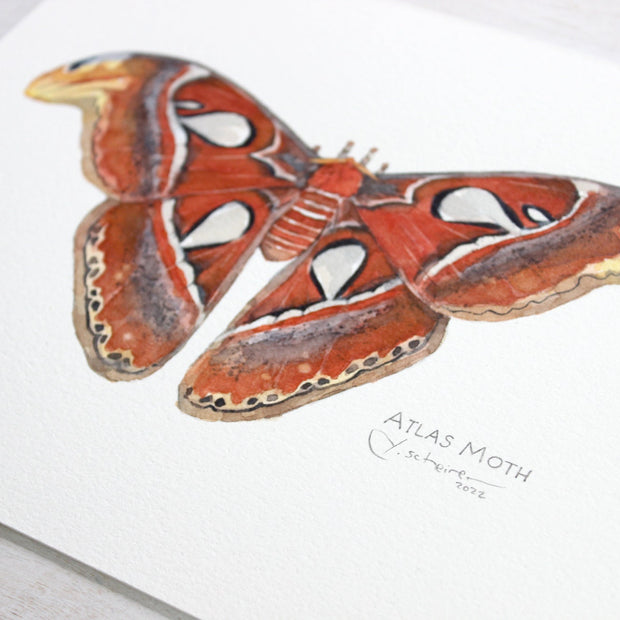 Atlas Moth Original Watercolor Painting