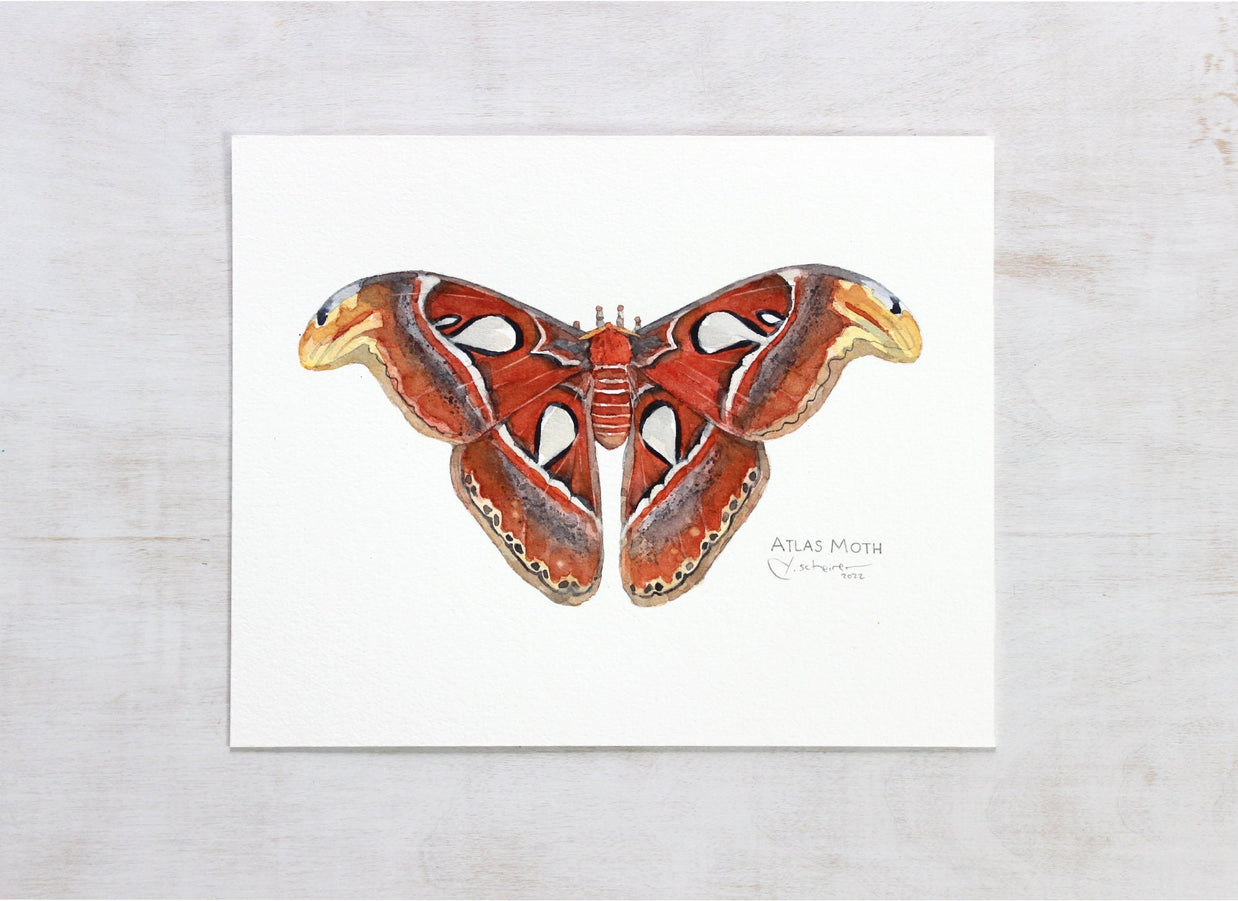Atlas Moth Original Watercolor Painting