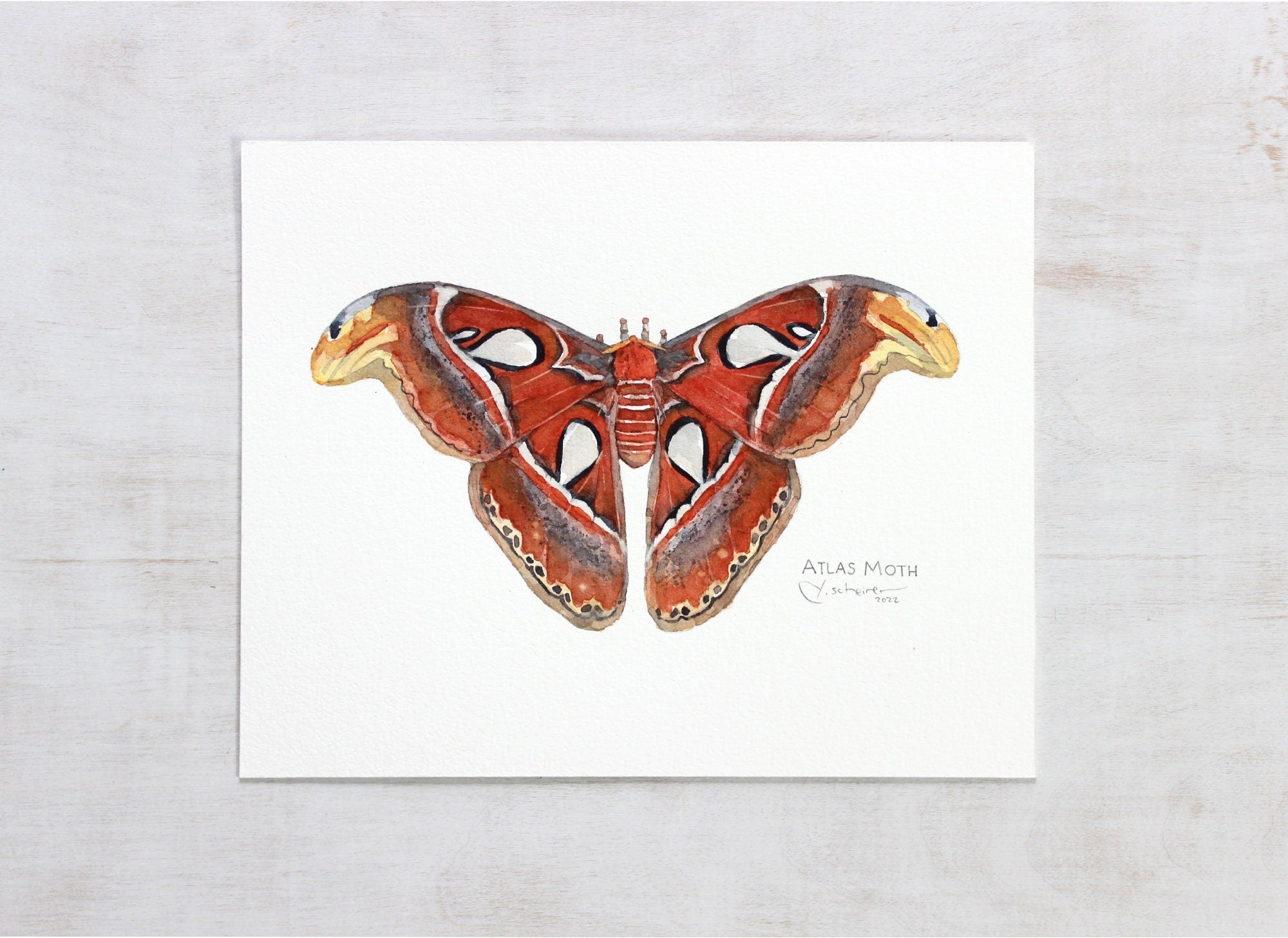 Atlas Moth Original Watercolor Painting