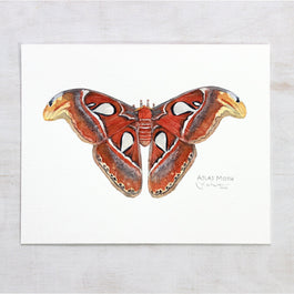 Atlas Moth Original Watercolor Painting