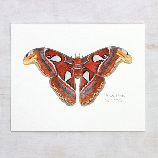 Atlas Moth Original Watercolor Painting