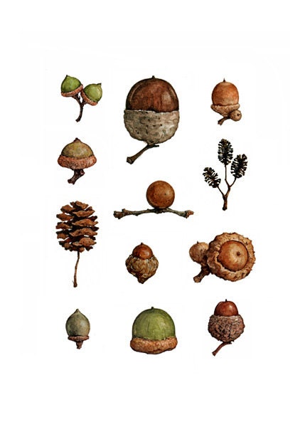 Acorns Watercolor Notecard Set