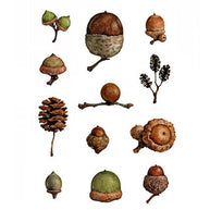 Acorns Watercolor Notecard Set