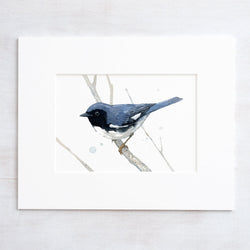 Black Throated Blue Warbler Print