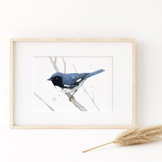 Black Throated Blue Warbler Print