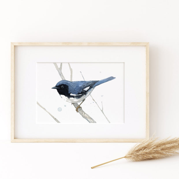 Black Throated Blue Warbler Print