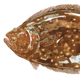 Flounder Print