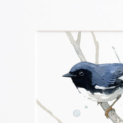 Black Throated Blue Warbler Print