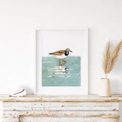 Ruddy Turnstone Print