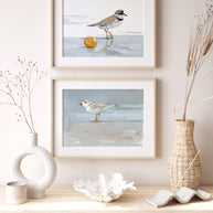 Semipalmated Plover Print