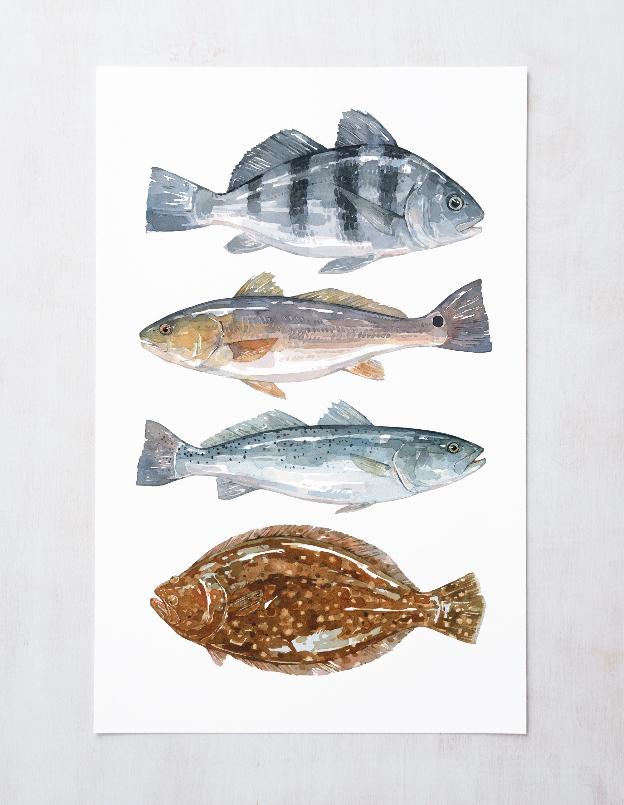 Inshore Saltwater Fish Teir Print