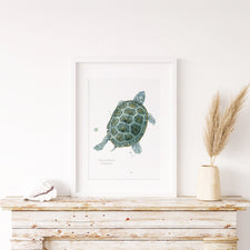 Diamondback Terrapin Art Print