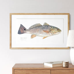 Red Drum Fish Print