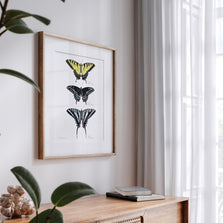 Swallowtail Butterflies Art Print