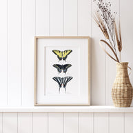 Swallowtail Butterflies Art Print