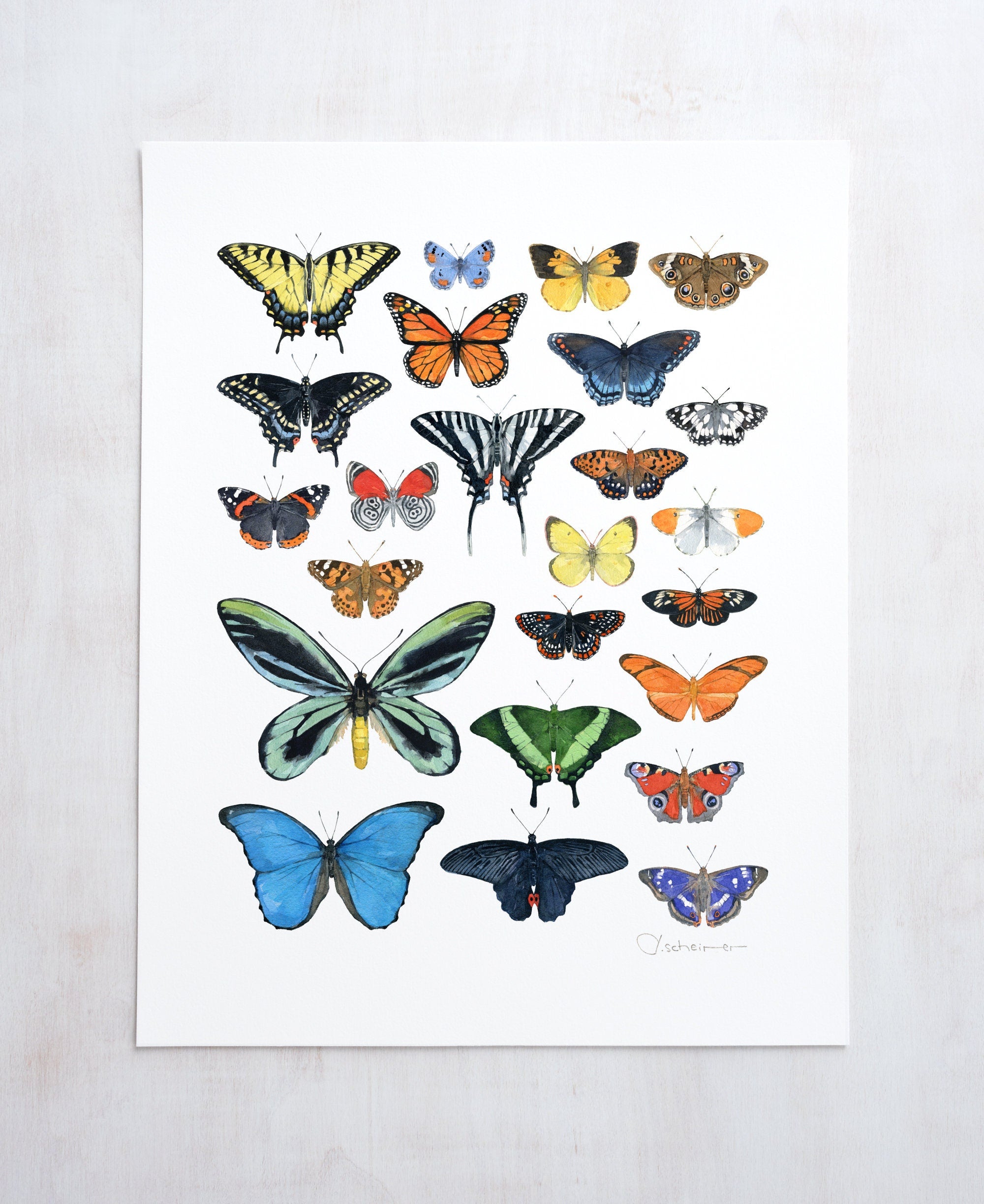 Butterflies Chart Print