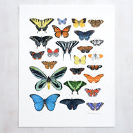 Butterflies Chart Print