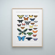 Butterflies Chart Print