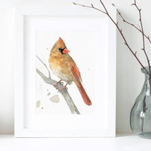 Female Cardinal on Branch Print