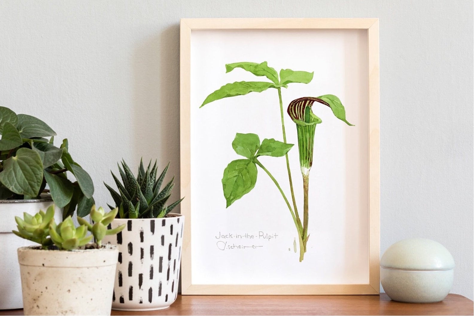 Jack in the Pulpit Print