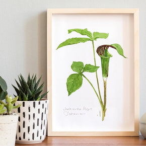 Jack in the Pulpit Print