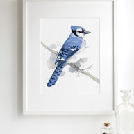 Blue Jay on Branch Print