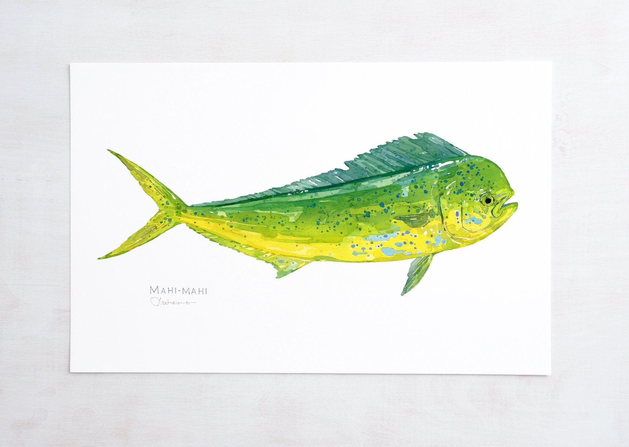 Mahi-Mahi Fish Print