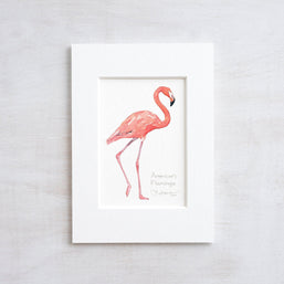 Flamingo Art Print