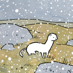White Weasel in Snow Card