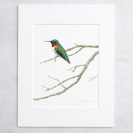 Ruby-throated Hummingbird Print