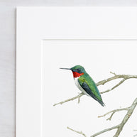 Ruby-throated Hummingbird Print