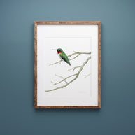 Ruby-throated Hummingbird Print